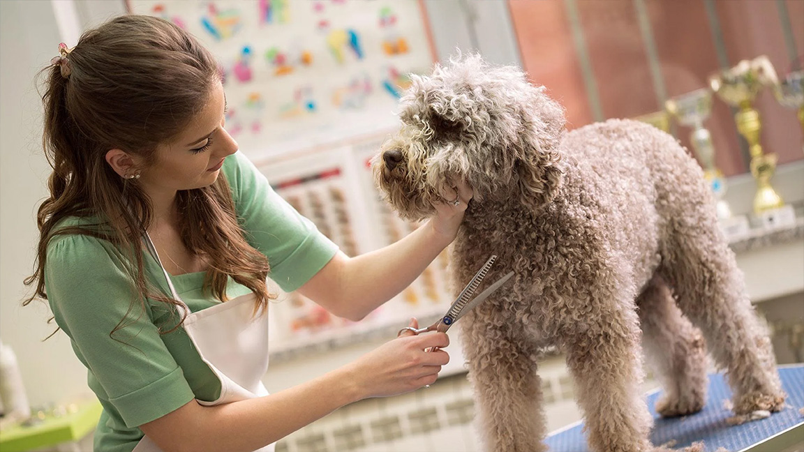 Hilarious Takes on Applying for a Pet Sitter Job