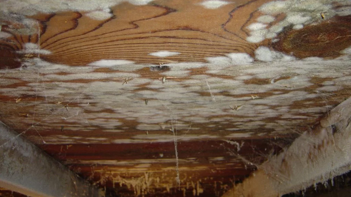 Why Your Roof May Be Breeding Mold Colonies