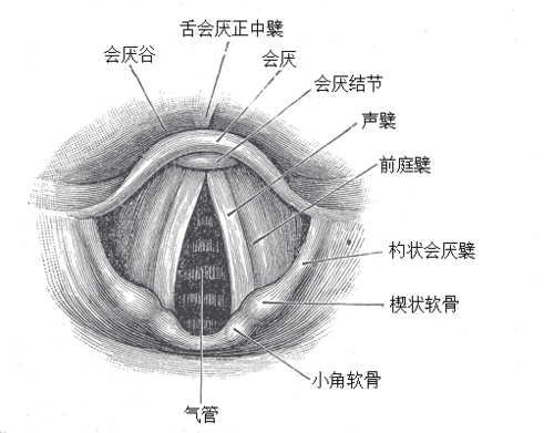 声带小结