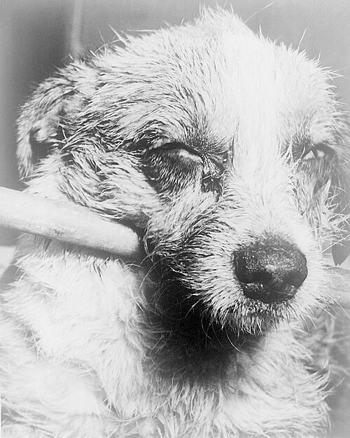 狂犬病