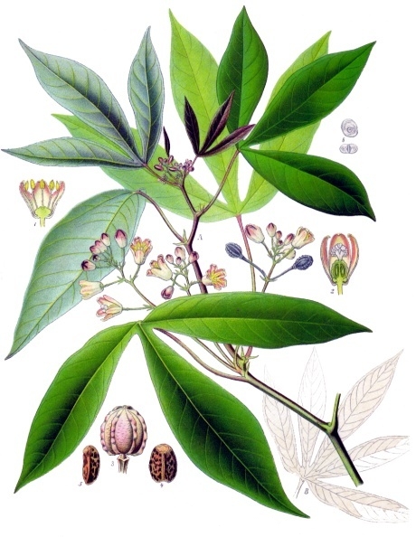 木薯