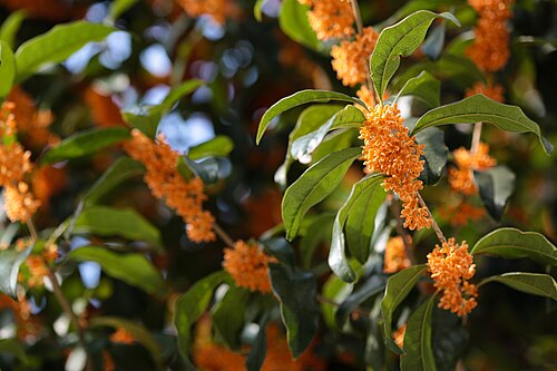 桂花藕粉