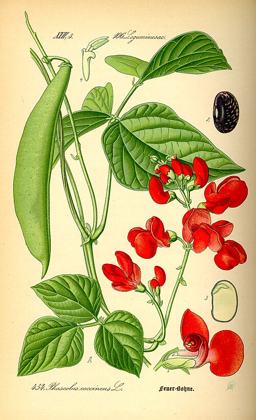 花豆