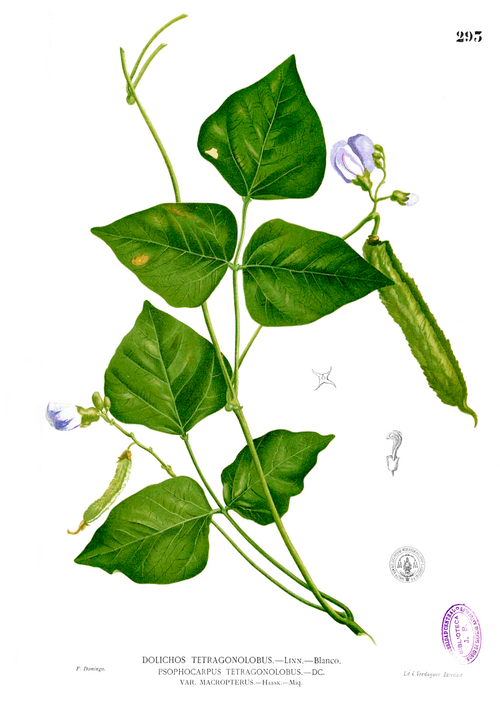 龙豆