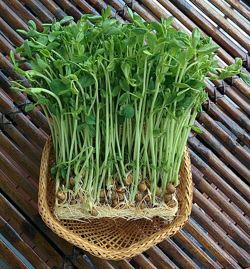 豌豆苗