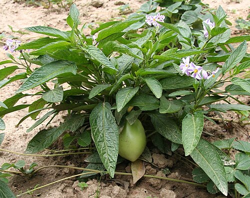 香瓜茄