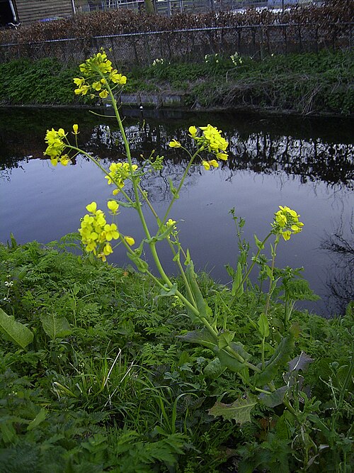 油菜心