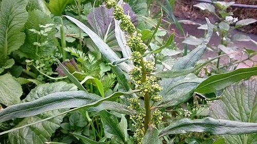 菠菜