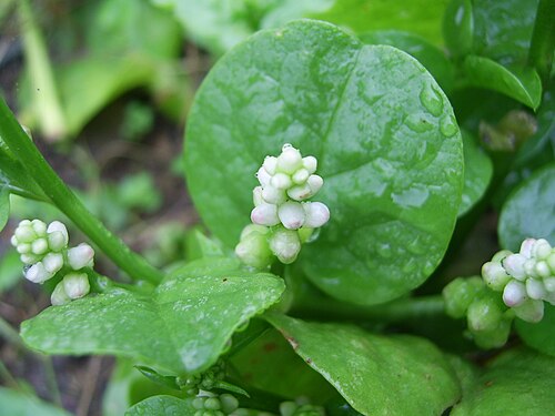 落葵[木耳菜