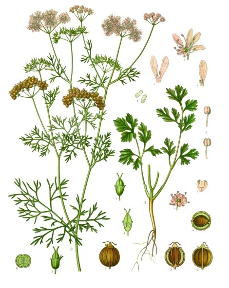 香菜