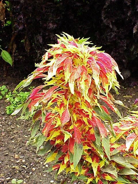 苋菜