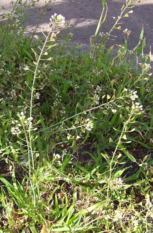 荠菜