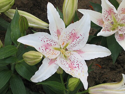 百合