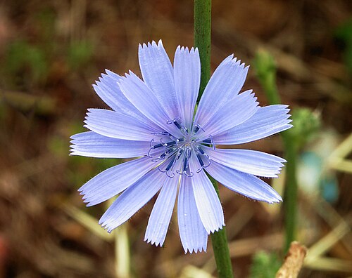 菊苣