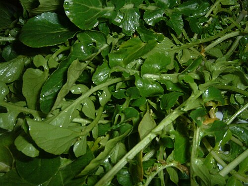 豆瓣菜