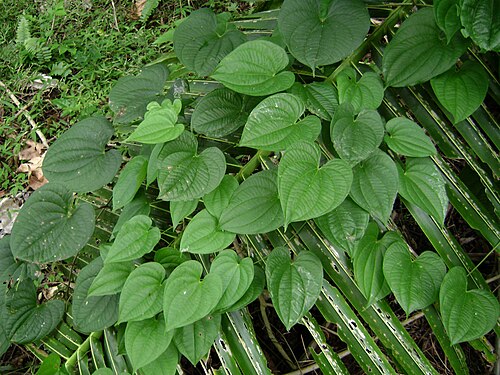 大薯