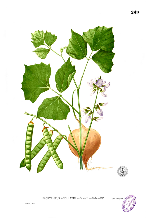 豆薯