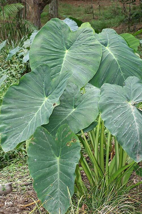 芋头