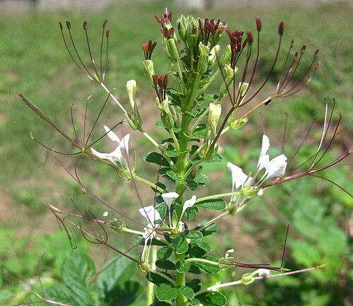 白花菜