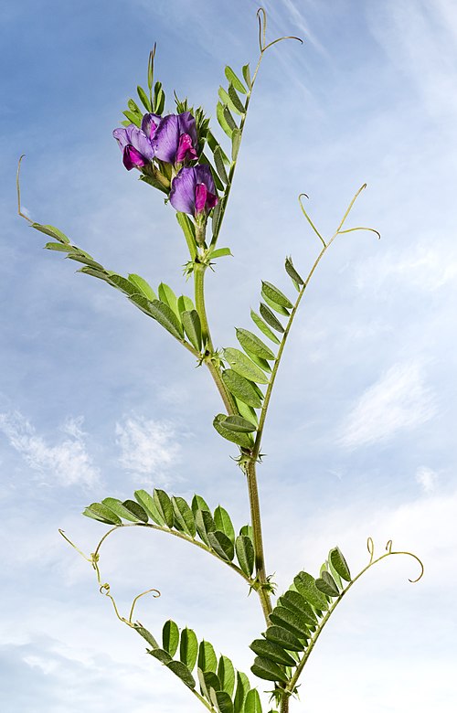 大巢菜