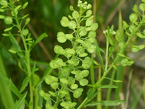 独行菜