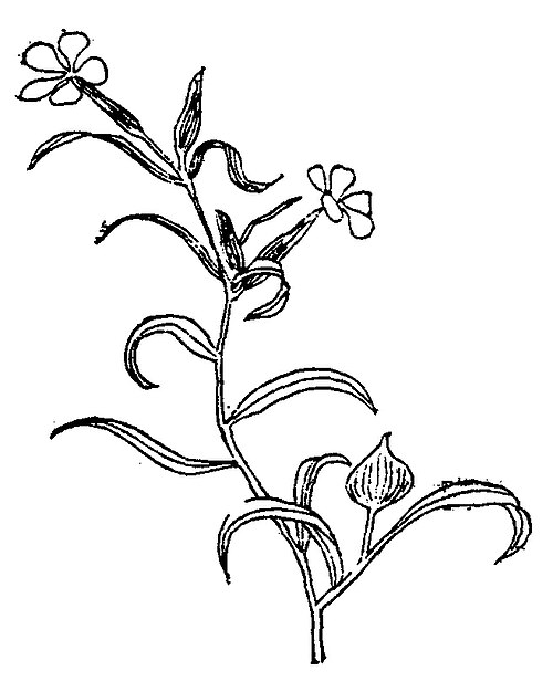 麦瓶草
