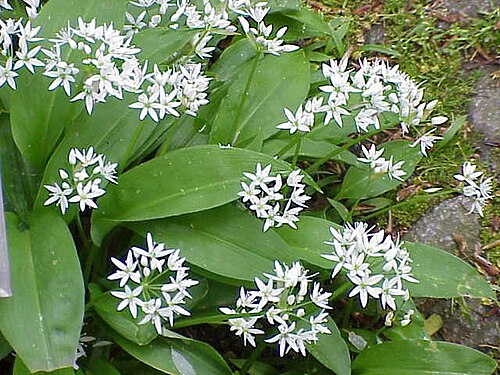 野韭菜