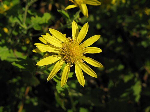 野菊