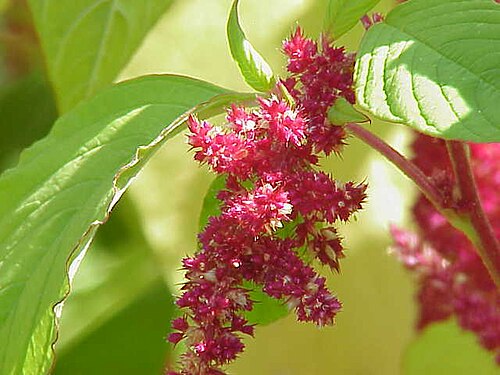野苋菜