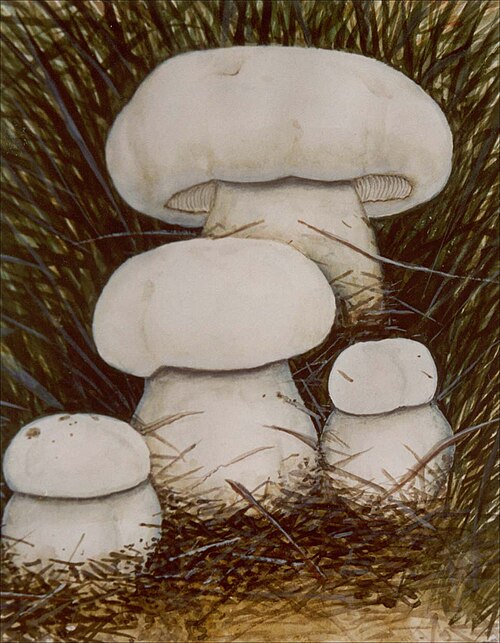 白蘑菇