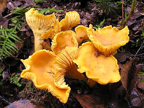鸡油菌
