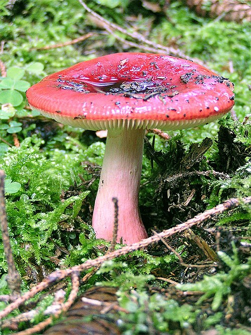 血红菇