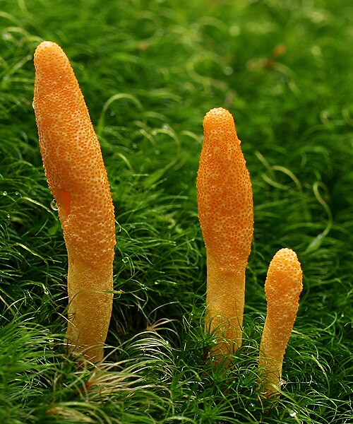 蛹虫草
