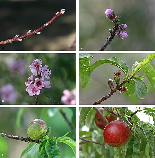 蜜桃