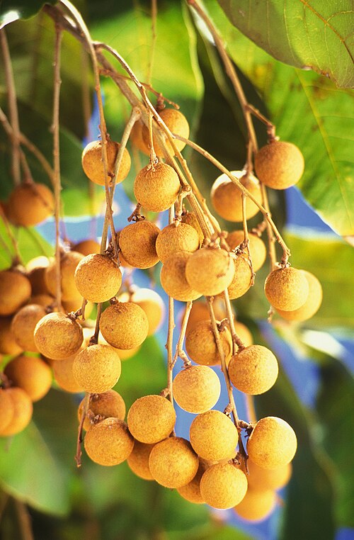 桂圆