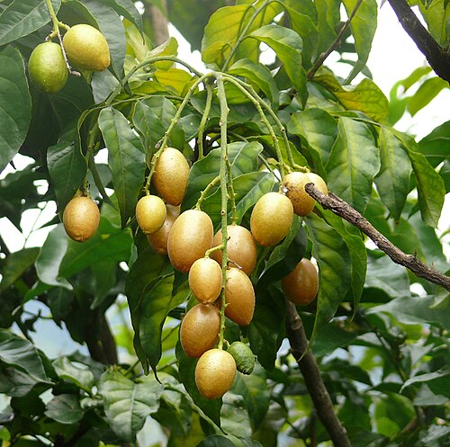 黄皮果