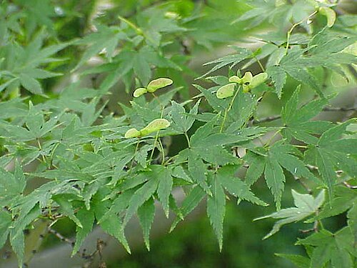 鸡爪