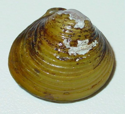 河蚬