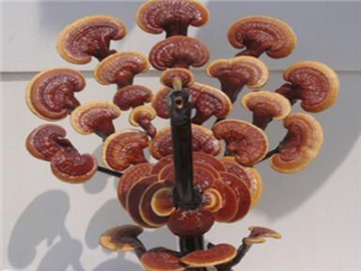 丰宝灵芝盆景饰品加盟 10.7万起投资 实地考察选址 总部统一装修 缩略图 2