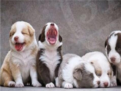 晨辰宠物用品宠物店加盟 7.7万起投资 实地考察选址 总部统一装修 缩略图 3